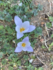 Crocus laevigatus