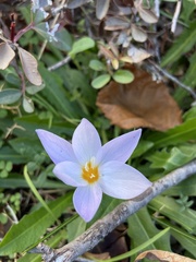 Crocus laevigatus