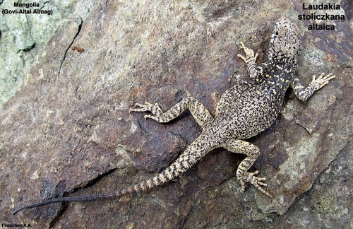Mongolia Rock Agama
