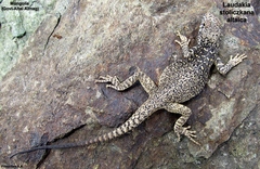 Mongolia Rock Agama photo 2