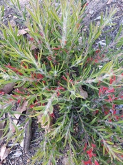 Adenanthos