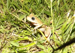 Boana platanera