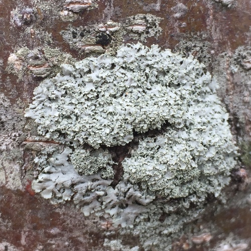 rosette lichen
