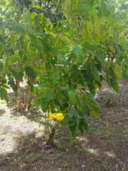Cordia diversifolia