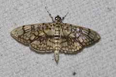 Haritalodes obliqualis