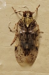 Melanoliarus placitus