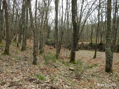 Asphodelus ramosus ramosus