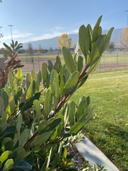 Heteromeles arbutifolia