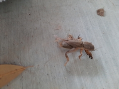 Neoscapteriscus vicinus