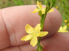 Linum neomexicanum
