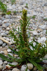Rumex palustris