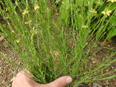 Linum neomexicanum