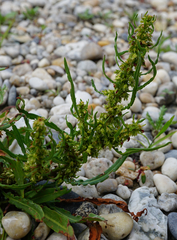 Rumex palustris