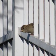 Passer domesticus