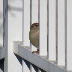 Passer domesticus