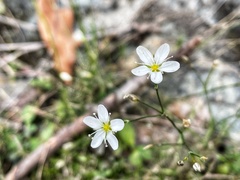 Minuartia setacea
