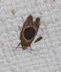 Hoplomorpha abalienella