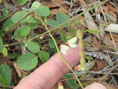 Desmodium grahamii