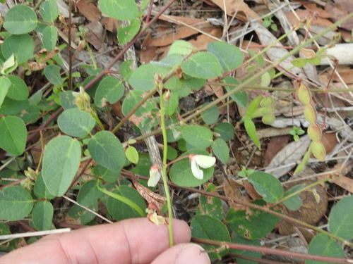 Image of Desmodium grahamii by (c) Sam Kieschnick, some rights reserved (CC BY)