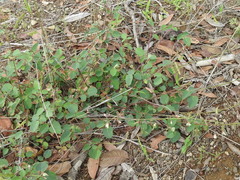 Desmodium grahamii