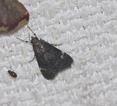 Heliothela ophideresana