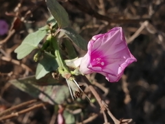 Ipomoea × leucantha