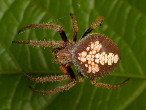 Tropical Orbweaver