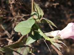 Ipomoea × leucantha