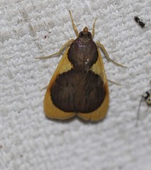 Prooedema inscisalis