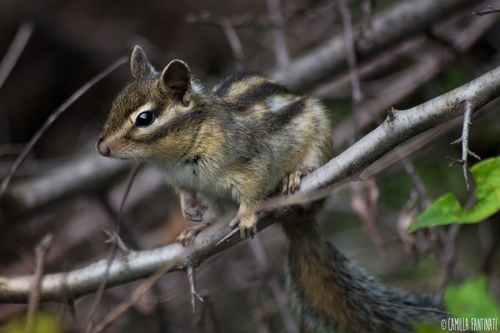 Siberian Chipmunk