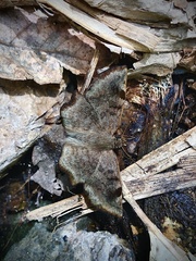Antigonus erosus