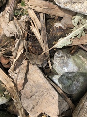 Antigonus erosus