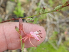 Oenothera podocarpa