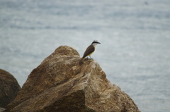 Pitangus sulphuratus
