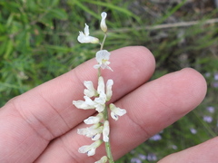 Vicia pulchella