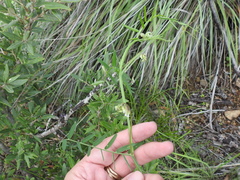 Vicia pulchella