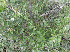 Vicia pulchella