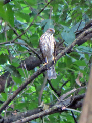 Accipiter virgatus