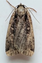 Eueretagrotis sigmoides