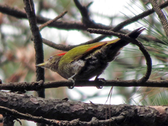 Picus chlorolophus
