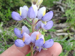 Lupinus neomexicanus