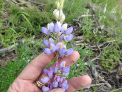 Lupinus neomexicanus