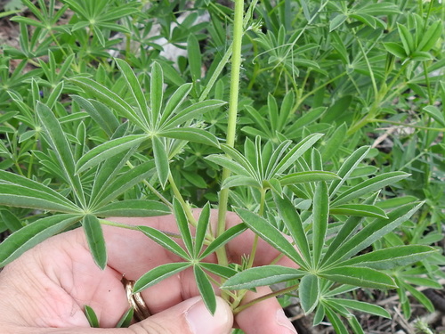Image of Lupinus neomexicanus by (c) Sam Kieschnick, some rights reserved (CC BY)