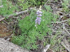 Lupinus neomexicanus