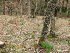 Asphodelus ramosus ramosus