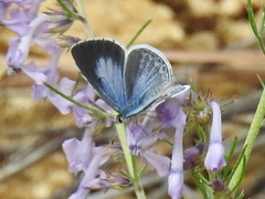 Celastrina echo cinerea