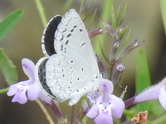 Celastrina echo cinerea