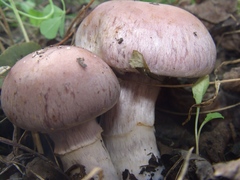 Thaxterogaster purpurascens