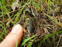 Stenostola ferrea