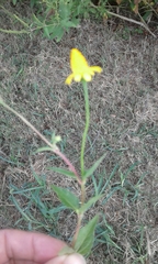 Acmella oppositifolia